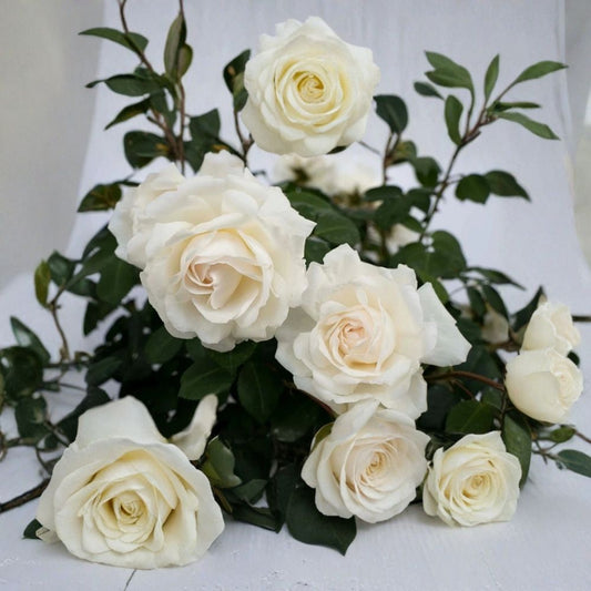 6 Cloud 10 Climbing Rose Cuttings | Live Flower Plant | Fragrant Everblooming Rose | 5–7 Inch Cuttings | Rooting Propagation Starter