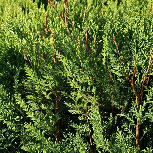 Western Red Cedar Tree – Thuja plicata Live Bare Root Seedling | 6–12 Inches Tall | 1 Starter Evergreen Tree | Hardy Privacy Tree | Easy to Grow