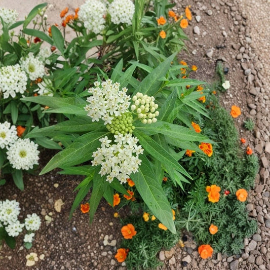 White Vining Milkweed Live Plants – Set of 2 | Asclepias perennis | 3–6 Inch Pollinator Plants | Monarch Butterfly Garden | Ships Without Pot