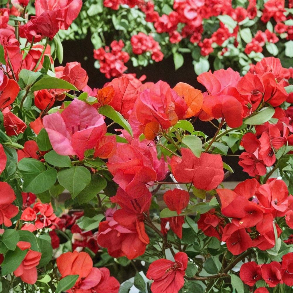 Afterglow Bougainvillea – Bougainvillea Live Starter Plant | Rooted in Pot | Rare Flowering Tropical Vine