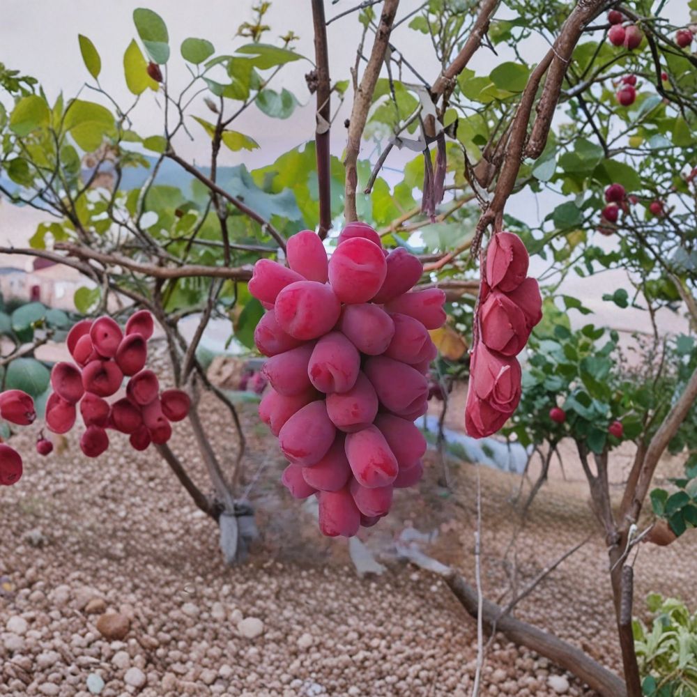 Roman Beauty Grape Vine – Live Grafted Bare Root Plant | Japanese Table Grape Variety | Sweet Crisp Fruit | 16–18 Inch Fruit Vine