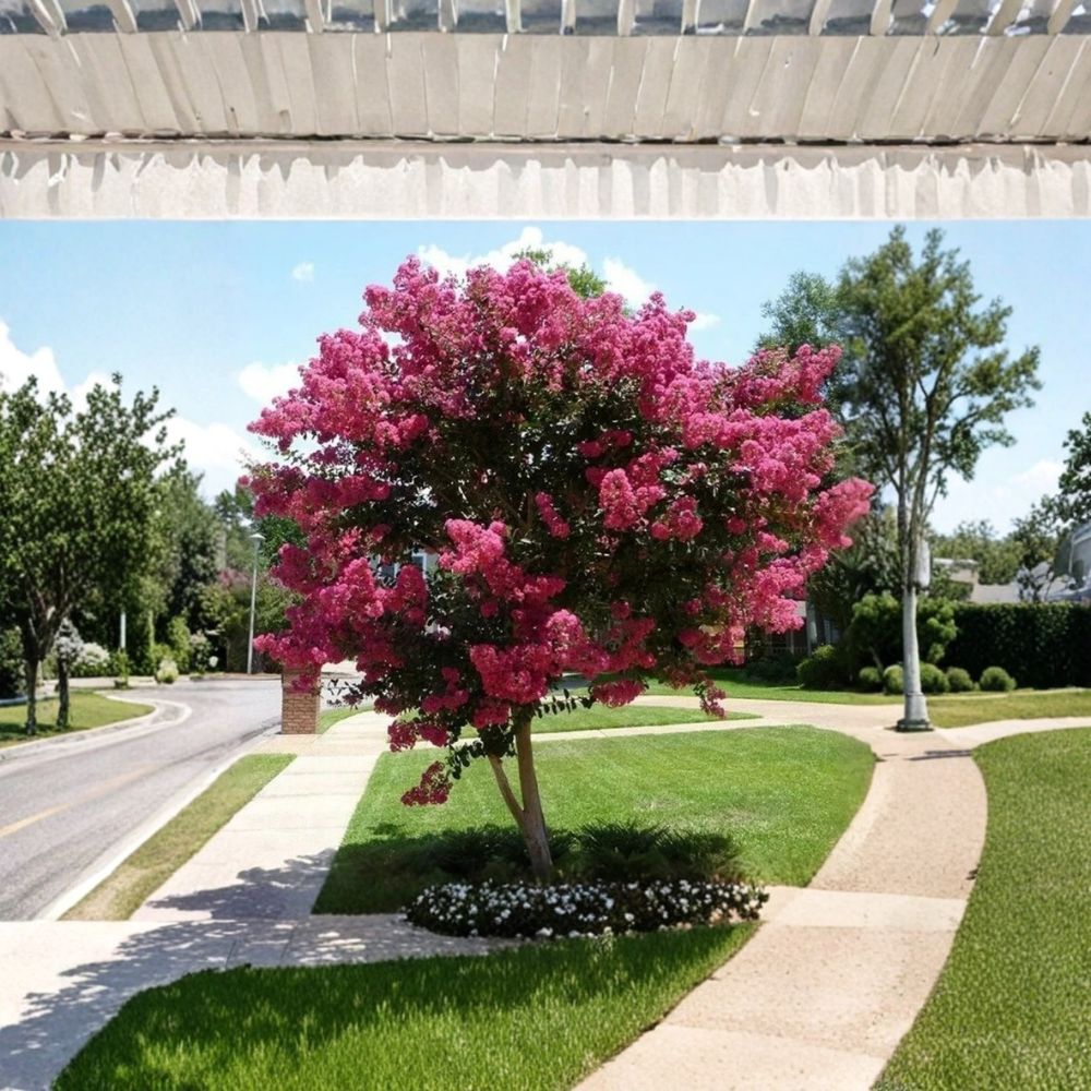 Pink Crape Myrtle – Lagerstroemia indica Live Cuttings | 7 Unrooted 6 Inch Clippings | Organic Flowering Tree | Easy to Propagate