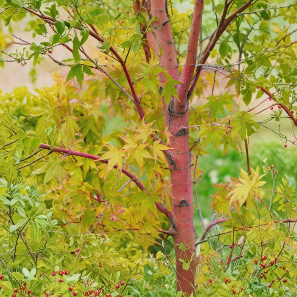 Acer palmatum ‘Sango Kaku’ Live Japanese Maple | Coral Bark Ornamental Tree | Vibrant Winter Color Acer | #1 Container Grown