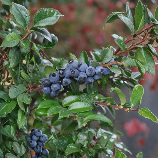 Evergreen Huckleberry Plant – Vaccinium ovatum Live Berry Bush | 10–18 Inch Tall | 5 Inch Pot | Pacific Northwest Native | Edible Berries | Shade Garden Plant