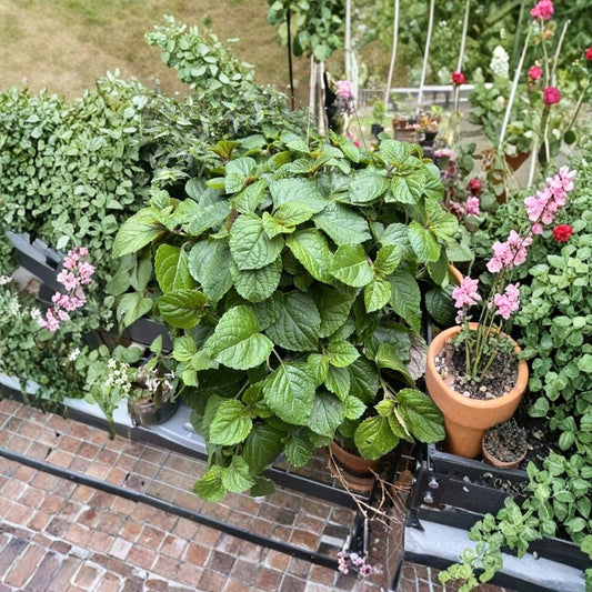 5 Swedish Ivy Cuttings – Plectranthus australis | Creeping Charlie Live Plant | Easy to Root | Trailing Houseplant | Hanging Basket Plant