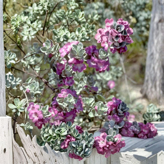Texas 'Green Cloud' Sage – Leucophyllum frutescens 'Green Cloud' Live Plant | 1 Gallon Pot | Drought-Tolerant Flowering Shrub