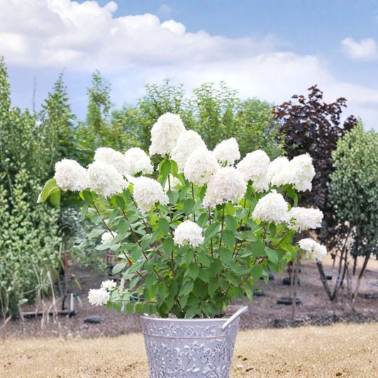 Pink to White Hydrangea Live Plant | 1 Year Old Shrub | Color Changing Blooms | Pink & White Flowers | Outdoor Garden Hydrangea