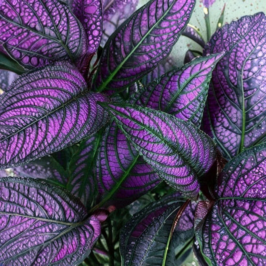 Persian Shield 'Halloween Queen' – 2 Live Plants | Strobilanthes dyerianus | Rooted Starter Plants | Vibrant Purple Foliage | Easy to Grow