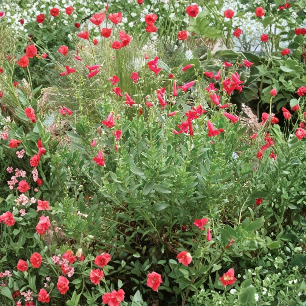 Rock Penstemon – Penstemon baccharifolius Live Plant | 1 Gallon Fully Rooted | Includes Nursery Pot | Native Pollinator Perennial | Drought Tolerant