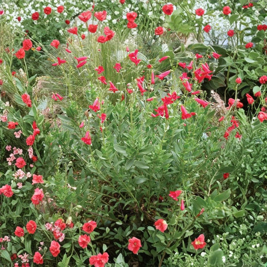 Rock Penstemon – Penstemon baccharifolius Live Plant | 1 Gallon Fully Rooted | Includes Nursery Pot | Native Pollinator Perennial | Drought Tolerant