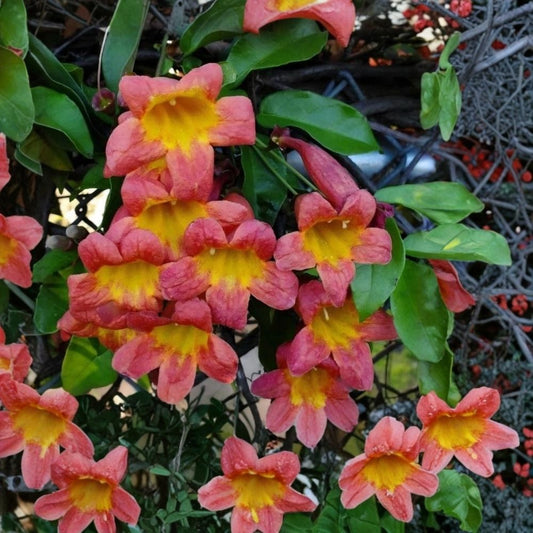 Crossvine Live Plant – Bignonia capreolata | Native Climbing Vine | Bare Root Starter | Tangerine & Yellow Trumpet Flowers | Hummingbird Friendly | Zones 5–9