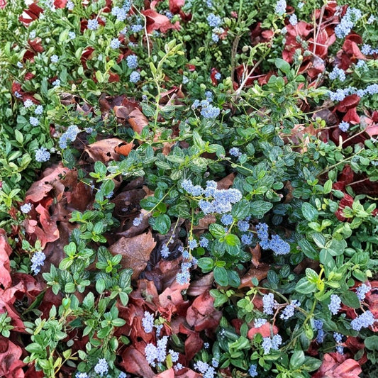 California Lilac Live Cuttings – 15+ Organic Ceanothus horizontalis | Blue Flowering Shrub | Pollinator Friendly | Rooting Cuttings | California Native Plant
