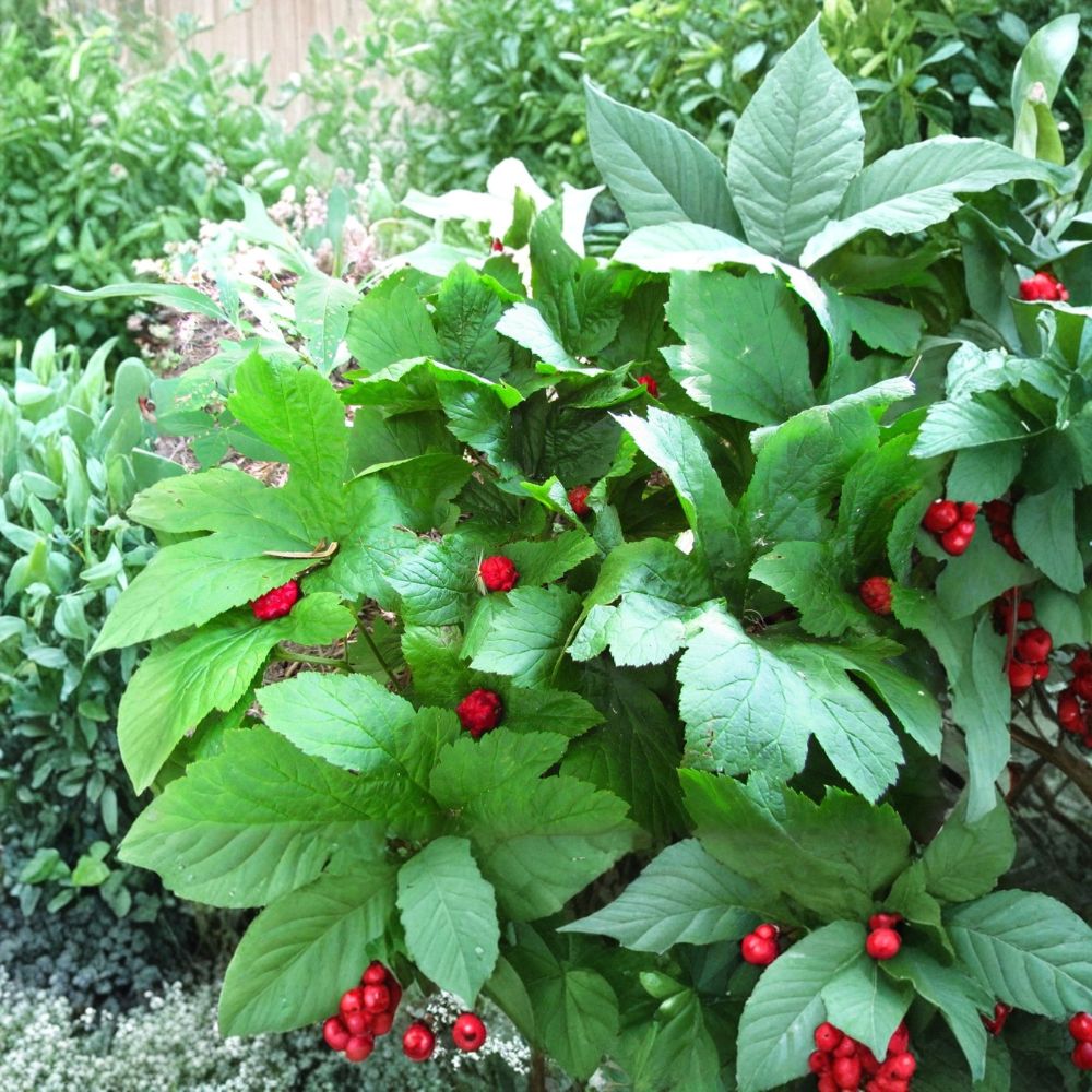 Goldenseal Roots – Hydrastis canadensis Bare Root | 5 Live Roots | Native Woodland Perennial | Shade Loving | Easy to Grow