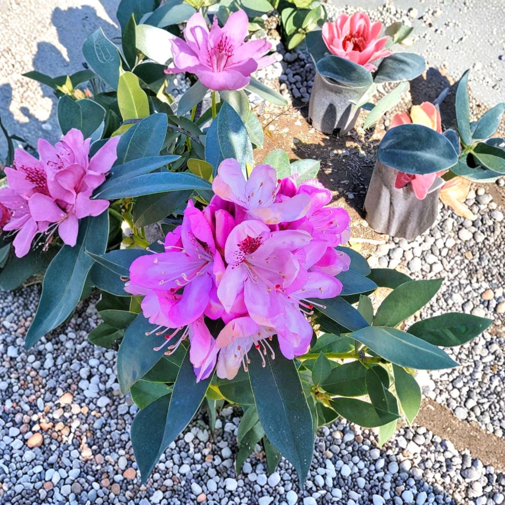 Rhododendron ‘Springtime’ Live Evergreen Shrub | Pink Blooms with Dark Blotch | Cold Hardy Flowering Plant | 12–15 Inches Tall