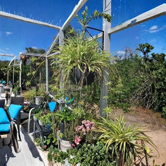 Spider Plant Babies | 10 Ready to Root Cuttings | Mixed Green & Variegated | Easy Care Air Purifying Houseplant