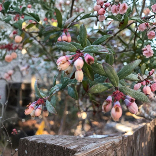 Darrow Blueberry – Vaccinium corymbosum Live Plant | 3–8 Inches Tall | Includes 3" Nursery Pot | Highbush Blueberry | Easy to Grow
