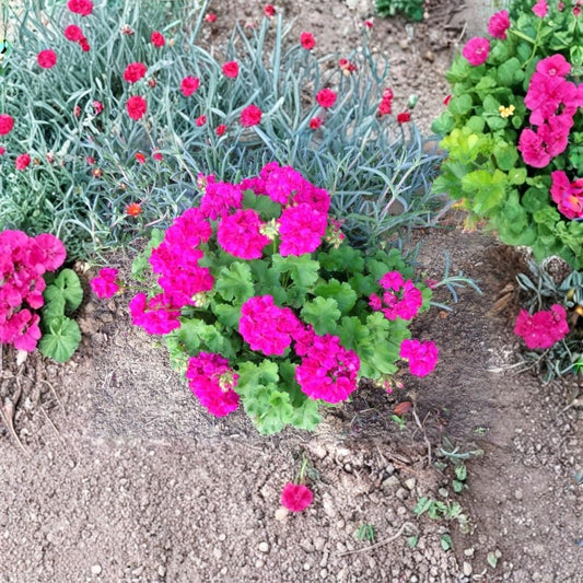 Very Bright Magenta Geranium Live Cuttings | 3 Fresh 6 Inch Cuttings | Fragrant Flowering Geranium | Rooting Starter Plants | No Pot
