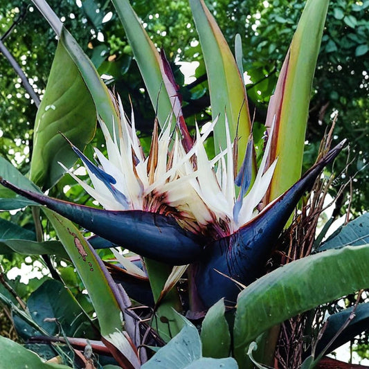 White Bird of Paradise Plant – Strelitzia nicolai Live Tropical Houseplant | 2 Inch Pot | Indoor Plant | Large Leaf Tropical Foliage | Gift Plant