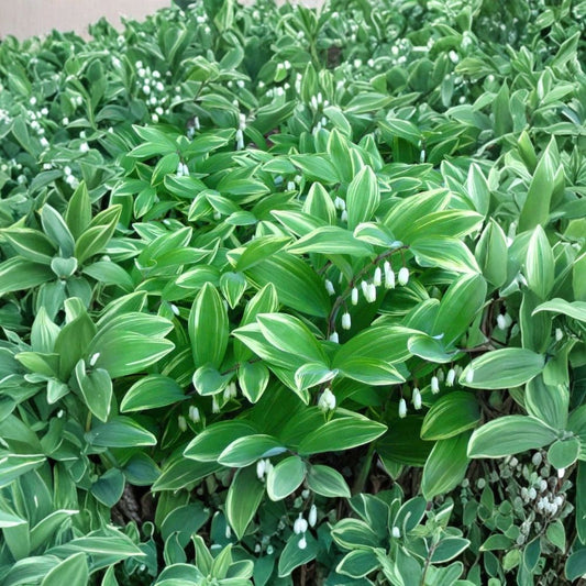 True Solomon's Seal – Polygonatum biflorum Bare Live Roots | 10 Native Wildflower Roots | Shade Loving Perennial | Easy to Grow
