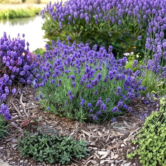 Live English Lavender Plant – Lavandula angustifolia | 1–2 Inch Starter | 4 Inch Pot | Fragrant Purple Flowers | Full Sun Garden & Herb Plant