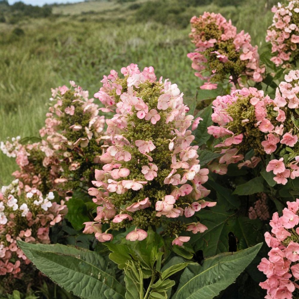 Munchkin Dwarf Oakleaf Hydrangea – Hydrangea quercifolia 'Munchkin' Live Plant | 1 Pint Grow Bag | Compact Flowering Shrub | White to Pink Blooms