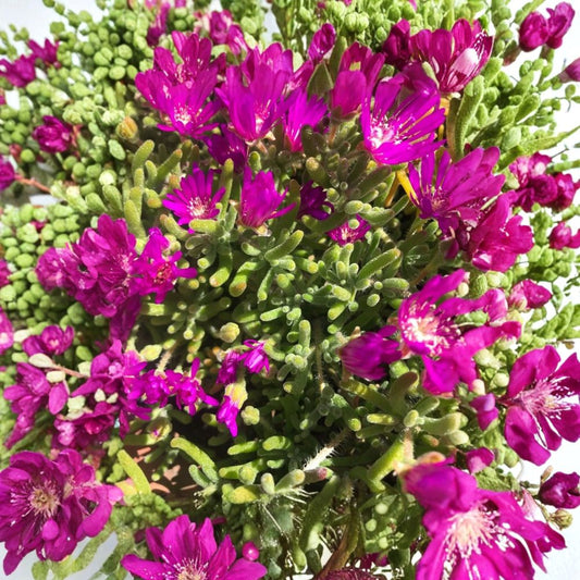 Purple Pink Creeping Ice Plant – Fresh Cuttings | Set of 5 | 3–4 Inches Long | Succulent Ground Cover | Easy to Grow