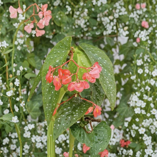 Polka Dot Begonia Maculata Live Plant – 5–8 Inch Starter | Begonia Maculata | Angel Wing Begonia | Silver Spotted Leaves | Bright Indirect Light | No Pot