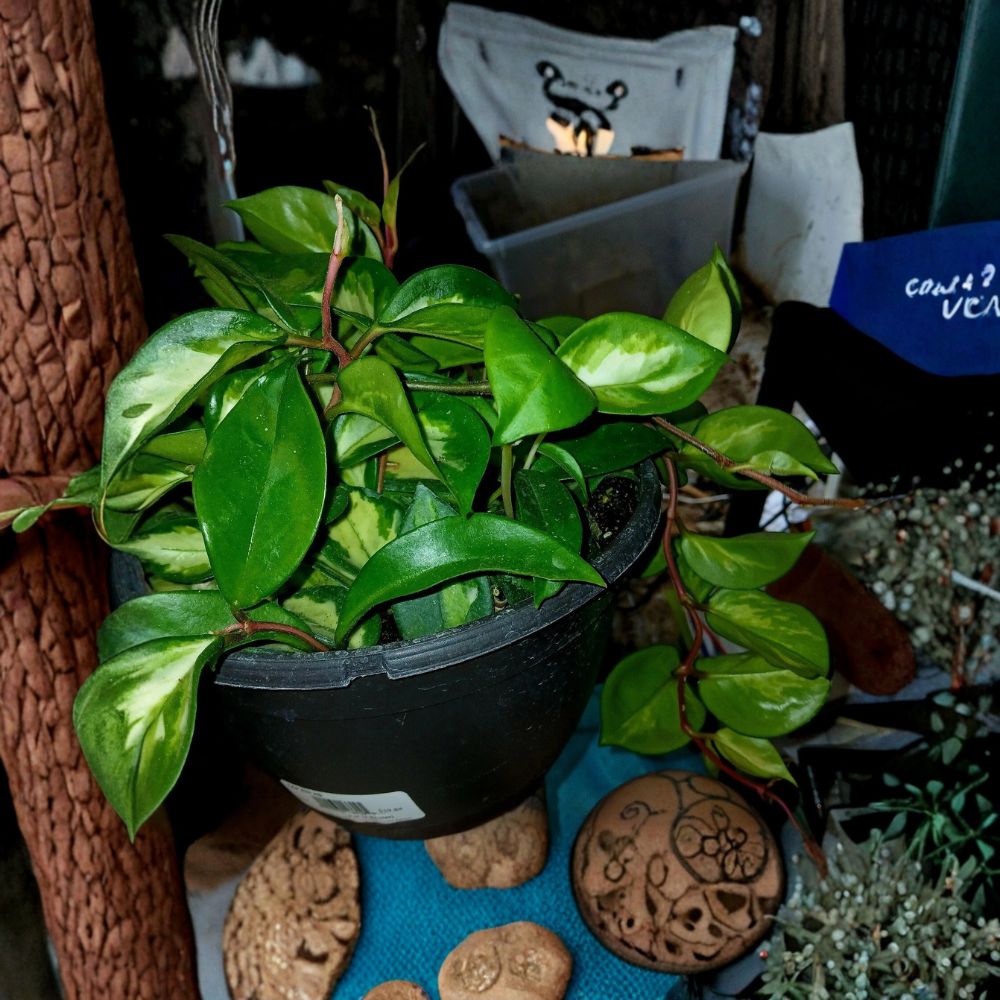 Mystery Rooted Plant Cuttings – 5 Live Random Rooted Cuttings | Surprise Houseplant Box | Healthy Starter Plants | Easy to Grow