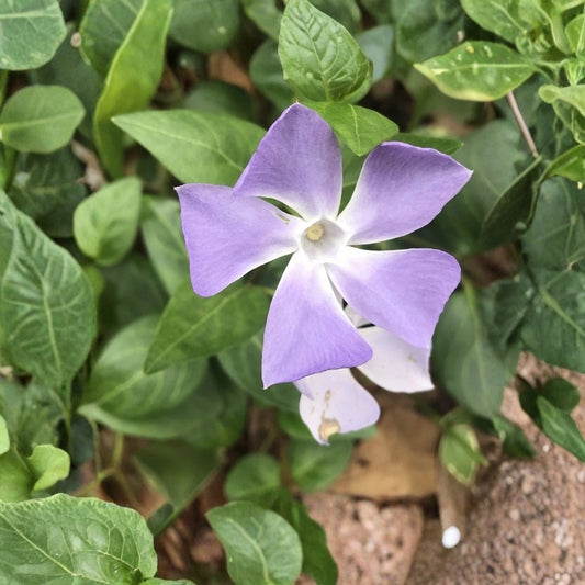 6 Vinca Minor Live Plants – 4–8 Inch Rooted Starters | Creeping Periwinkle Ground Cover | Purple Lavender Flowers | Trailing Vine | Bare Root