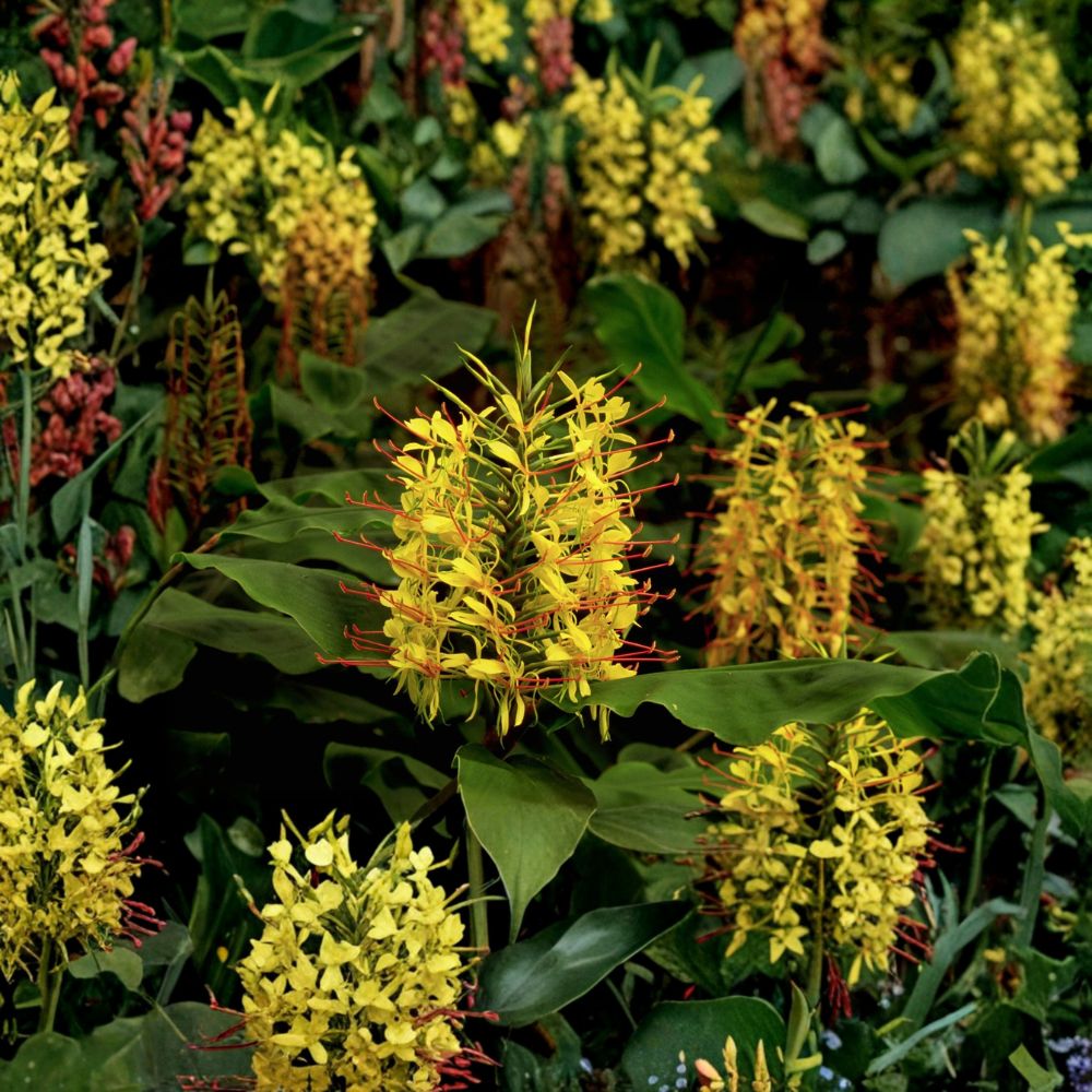 Kahili Yellow Ginger – Hedychium gardnerianum Live Root | Hawaiian Tropical Ginger | Fragrant Flowering Plant | Easy to Grow
