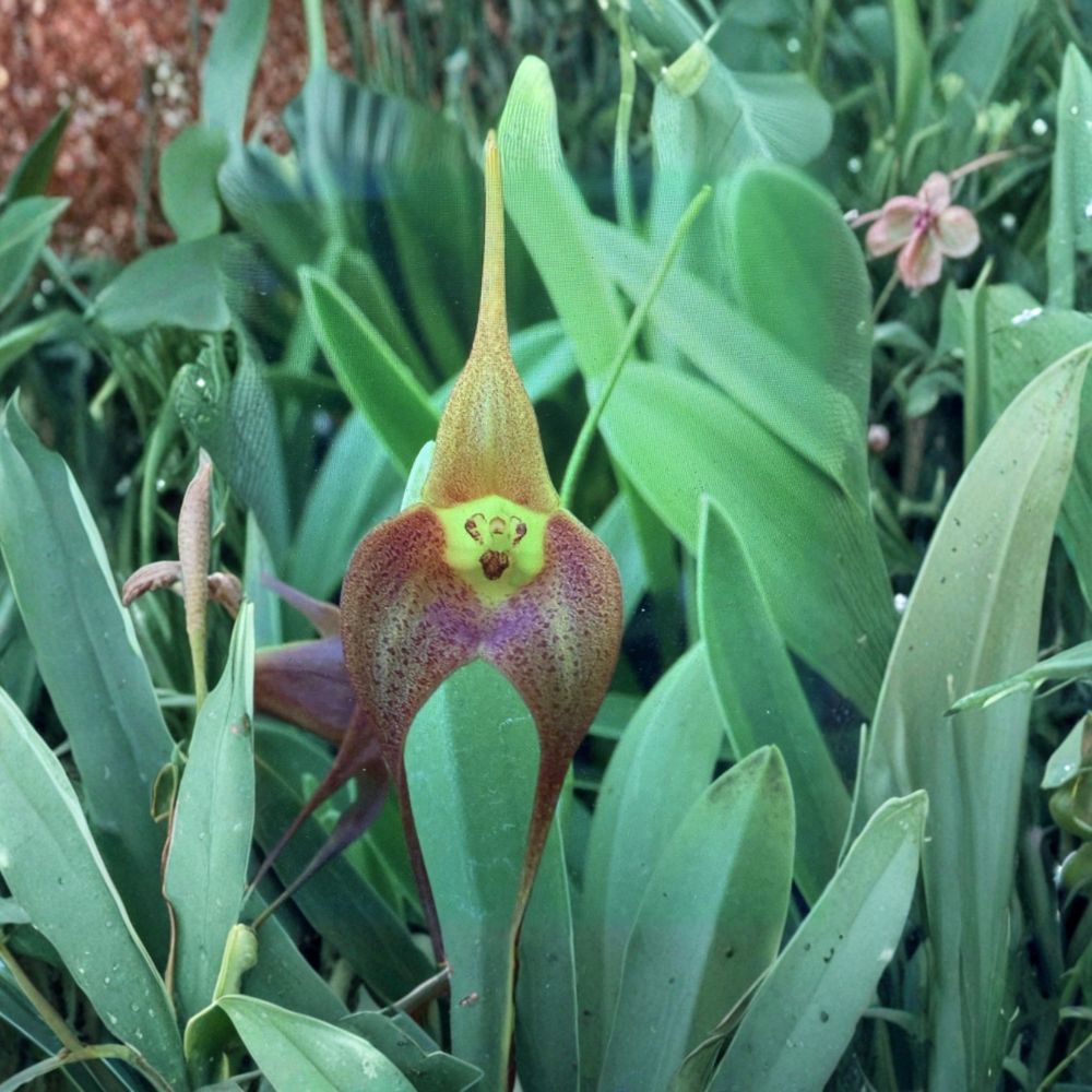 Memoria Aaron Jackson Orchid – Hybrid Orchid Live Plant | 5-Leaf Bare Root | Rare Collector's Orchid