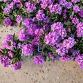Rhododendron catawbiense ‘Boursault’ Live Evergreen Shrub | Lavender Pink Blooms | Hardy Landscape Rhododendron | Field Grown 12–15 Inches Wide