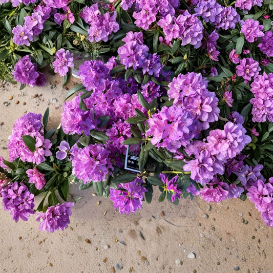 Rhododendron catawbiense ‘Boursault’ Live Evergreen Shrub | Lavender Pink Blooms | Hardy Landscape Rhododendron | Field Grown 12–15 Inches Wide