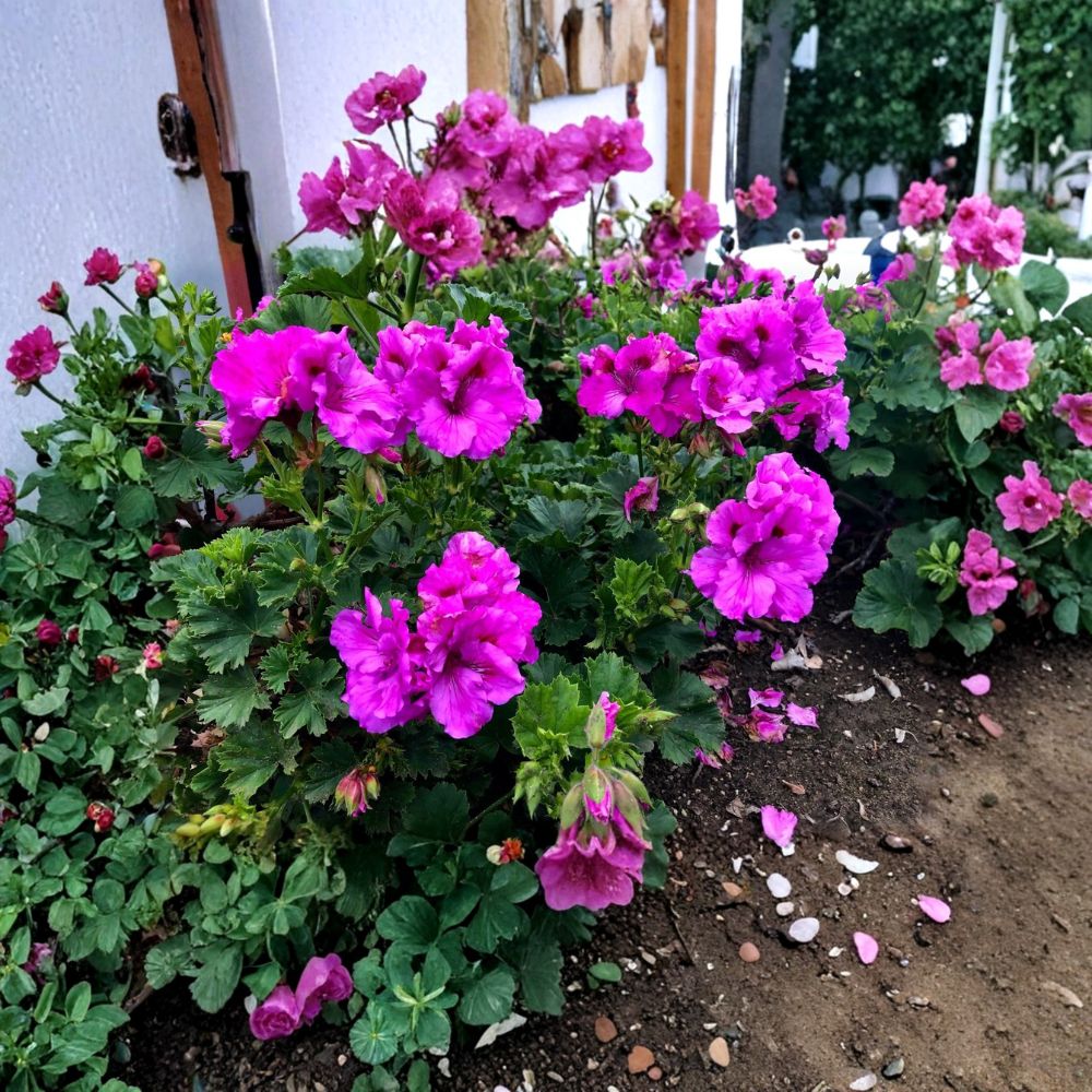 Purple Regal Geranium – Pelargonium Live Plant Cutting | 6–8 Inch Unrooted Cutting | Fancy Royal Geranium | Orchid-Like Blooms | Easy to Propagate