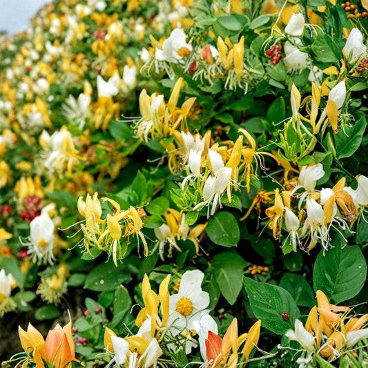 Japanese Honeysuckle – Lonicera japonica Live Rooted Plants | Set of 5 | Fragrant Climbing Vine | Heirloom Flowering Vine