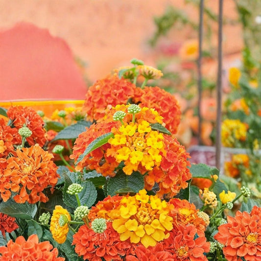 Live Orange Lantana Plant – 4 Inch Starter | Heat Tolerant Flowering Plant | Butterfly & Pollinator Favorite | Bare Root | No Pot