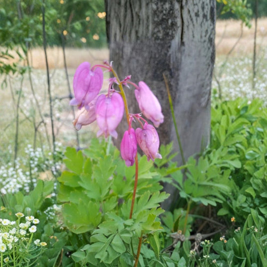 Pink Bleeding Hearts – Dicentra formosa Live Bare Root | 5 Rhizome Cuttings | Shade Perennial | Woodland Flower | Easy to Grow