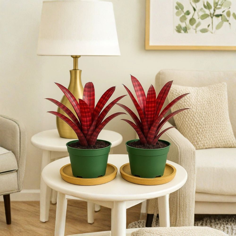 Hamber Eyes Bromeliad Live Plants | Pack of 2 | Rare Tropical Bromeliad in 4 Inch Pot | Colorful Indoor Houseplant