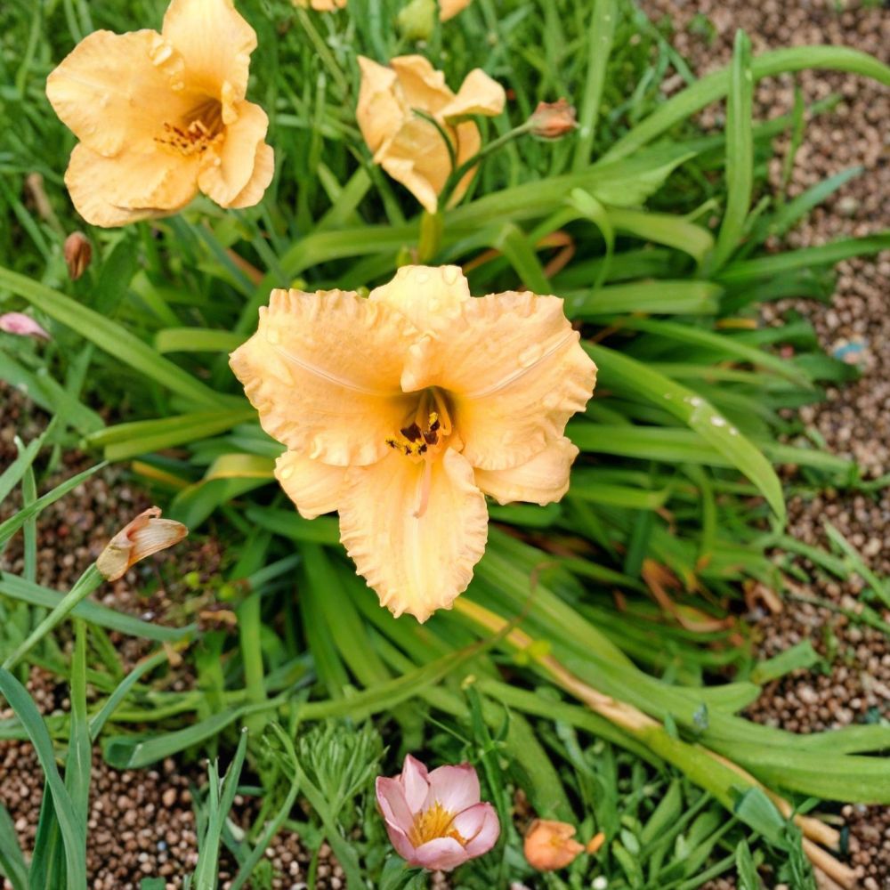 Daylily Perennial – Hemerocallis Bare Root Live Plant | 1 Starter Plant | Yellow & Peach Blooms | Hardy Perennial | Easy to Grow