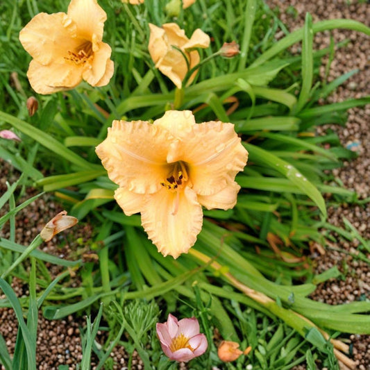 Daylily Perennial – Hemerocallis Bare Root Live Plant | 1 Starter Plant | Yellow & Peach Blooms | Hardy Perennial | Easy to Grow