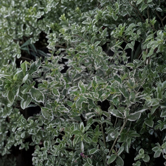 Variegated Duet Beautyberry Live Plant – Callicarpa dichotoma | 8–12+ Inch Shrub | White Berries & Variegated Foliage | Outdoor Garden Plant | Freshly Dug