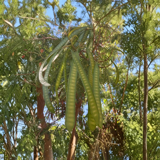 Guaje Huaje Miracle Tree – Leucaena leucocephala Live Plant | 6–12 Inches Tall | River Tamarind | Fast Growing Nitrogen-Fixing Tree