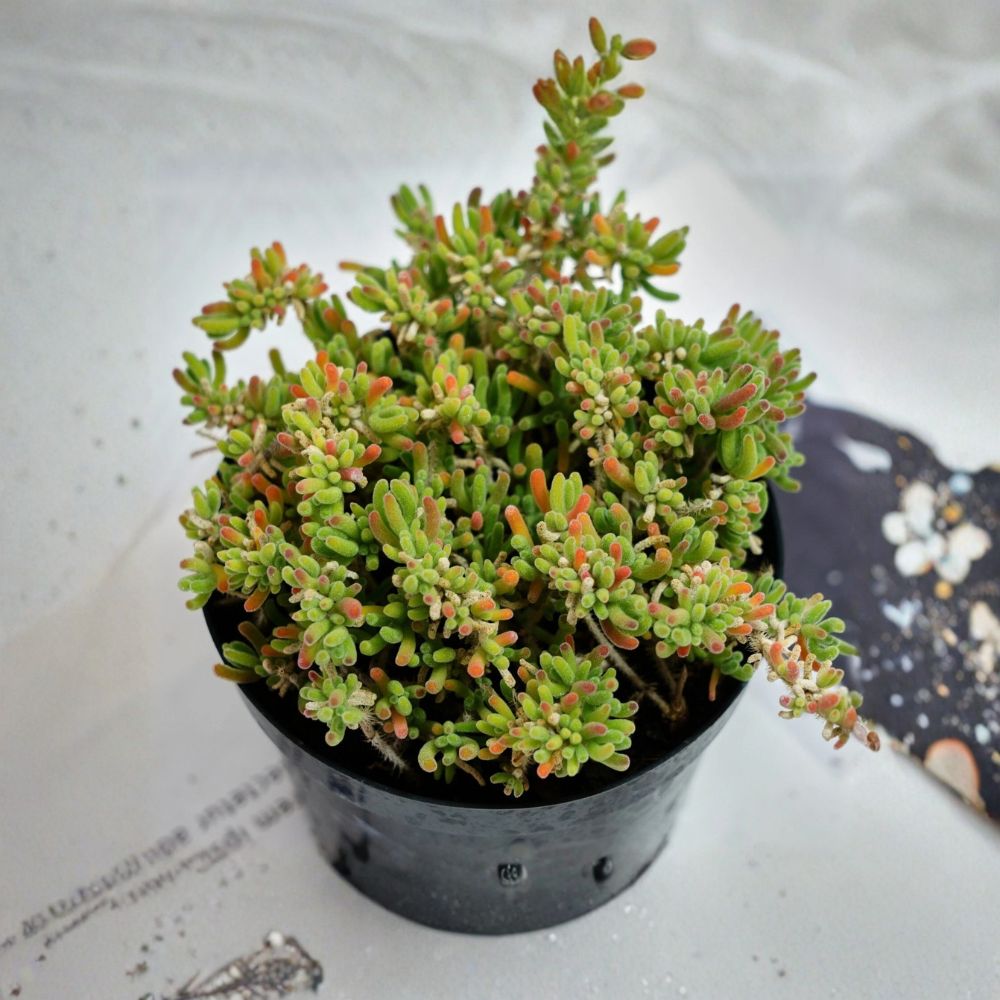 Drosanthemum globosum – Rare Live Succulent | 5 Inch Cluster | Bare Root Ice Plant | Drought Tolerant | Easy to Grow