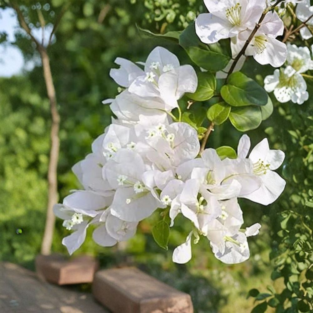 White Bougainvillea Live Plant | 7–12 Inches Tall | Includes 4 Inch Nursery Pot | Evergreen Flowering Vine | Patio & Garden Friendly | Easy to Grow