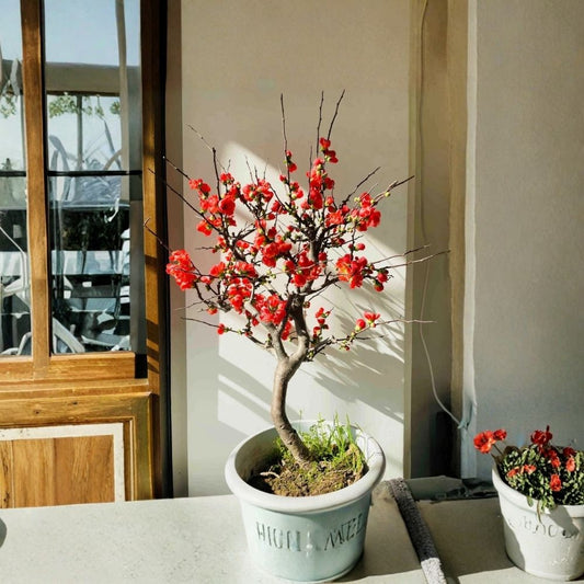 Japanese Flowering Quince 'Chojukan' Live Plant – 2–3 Gallon | Chaenomeles Bonsai Shrub | Double Red Flowers | Ornamental Garden Plant | Wrapped Root Ball
