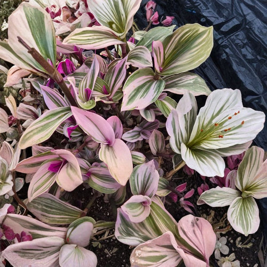 Tradescantia Nanouk Cuttings – 5 Live Unrooted Cuttings | 3–5 Inches Long | Rare Pink Wandering Jew | Easy to Grow Houseplant