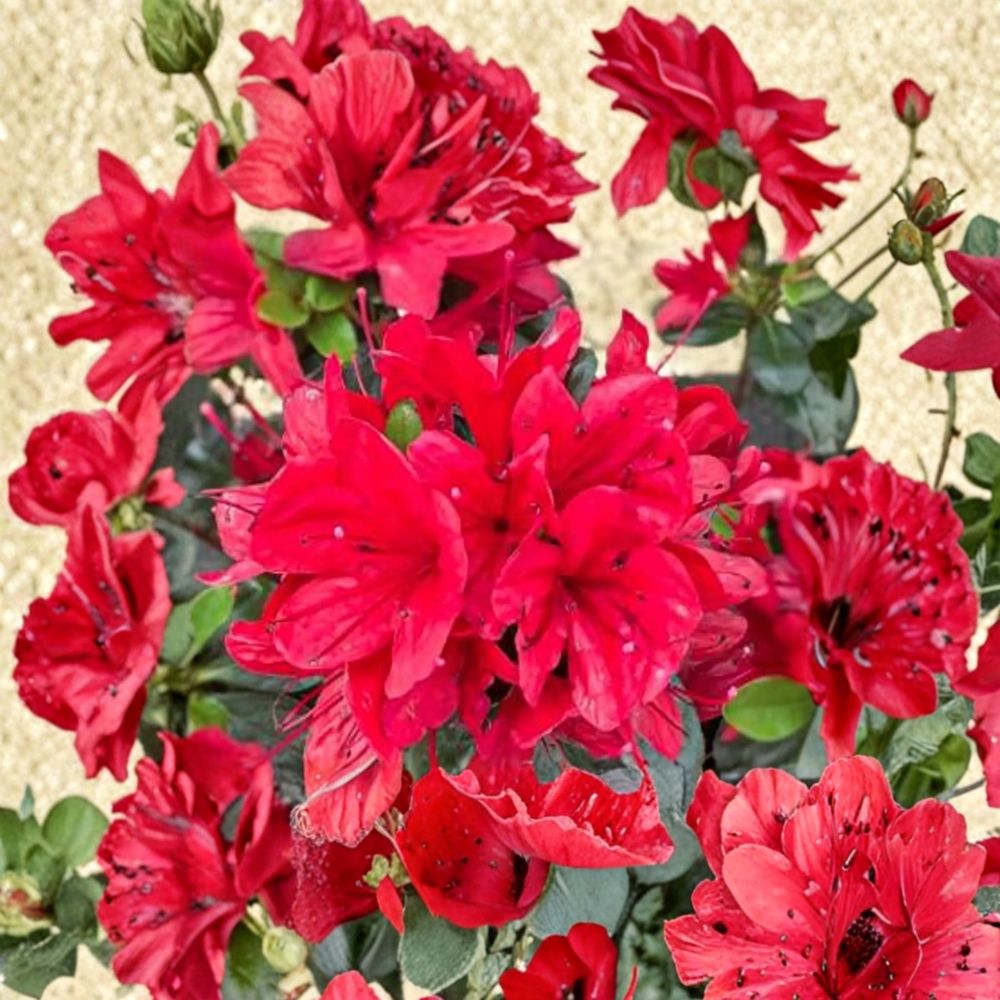 Azalea ‘Hino Sunrise’ – Semi Evergreen Azalea | Bright Orange Spring Blooms | #1 Container Plant | Compact Hardy Shrub
