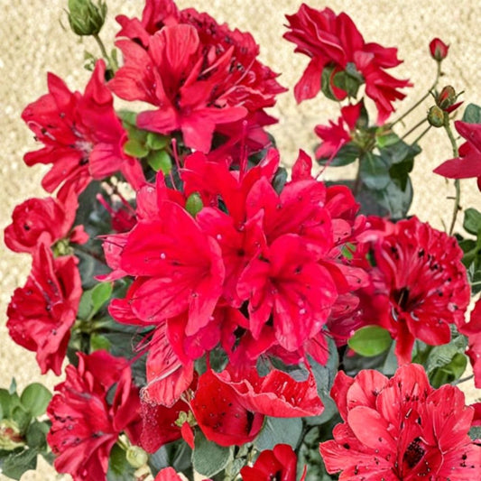 Azalea ‘Hino Sunrise’ – Semi Evergreen Azalea | Bright Orange Spring Blooms | #1 Container Plant | Compact Hardy Shrub