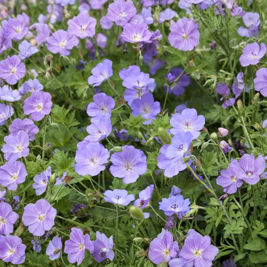 Geranium ‘Rozanne’ – 2 Live Potted Plants | Hardy Cranesbill Perennial | Long-Blooming Purple Ground Cover