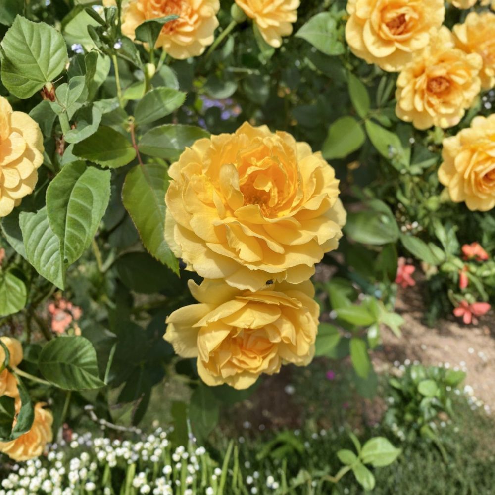 Julia Child Rose – Rosa Live Own-Root Plant | 6 Inches Tall | Well Rooted | Fragrant Yellow Rose | Easy to Grow